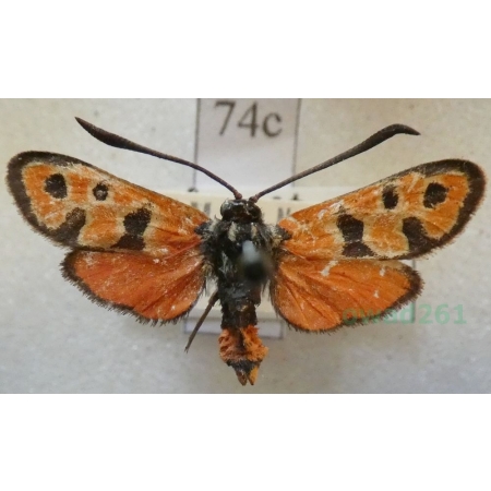 Zygaena fausta (Linnaeus, 1767) Kraśnik cieciorkowiec Francja74c